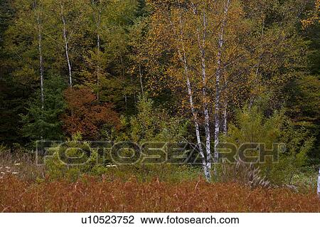 Stock Image - Norikura highland. Fotosearch