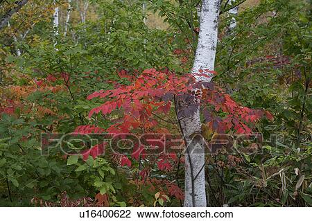 Stock Image - Norikura highland. Fotosearch