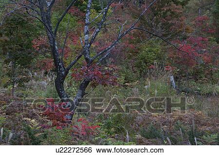 Norikura highland View Large Photo Image Stock Photograph - Norikura highland. Fotosearch