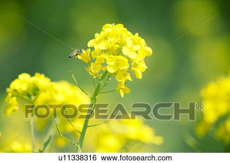 Oilseed rape and bee View Large Photo Image Stock Photograph - Oilseed rape and bee. Fotosearch
