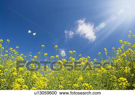 Stock Image - Oilseed rape and butterflies. Fotosearch