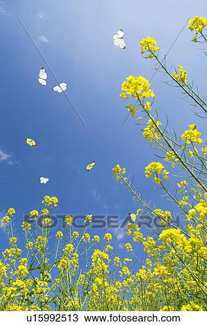 Stock Image - Oilseed rape and butterflies,. Fotosearch