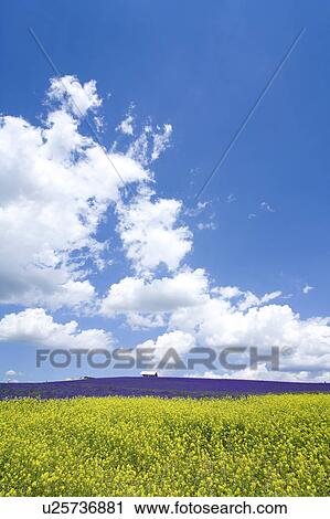 Oilseed rape and lavender field View Large Photo Image Stock Image - Oilseed rape and lavender field. Fotosearch