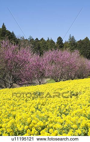 Stock Image - Oilseed rape and plum blossoms. Fotosearch