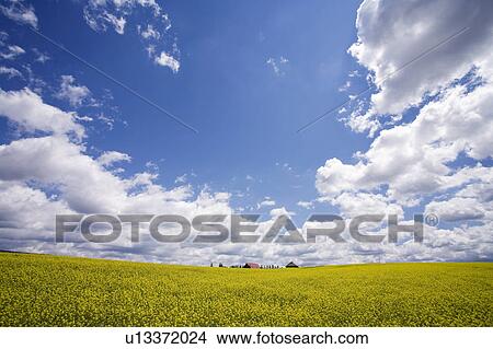 Oilseed rape field View Large Photo Image Picture - Oilseed rape field. Fotosearch