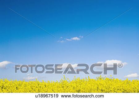Oilseed rape field View Large Photo Image Stock Photo - Oilseed rape field. Fotosearch
