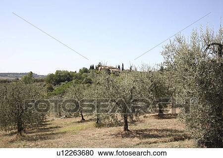 Stock Image - Olive Field, San Gimignano, Florence, Italy. Fotosearch