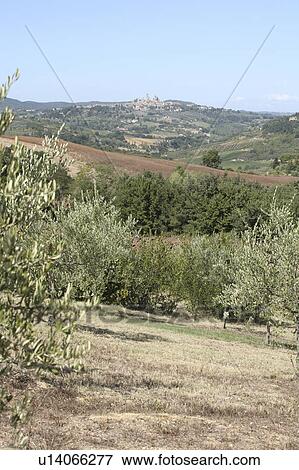 Olive Orchard on Hill, San Gimignano, Florence, Italy View Large Photo Image Stock Photo - Olive Orchard on Hill, San Gimignano, Florence, Italy . Fotosearch