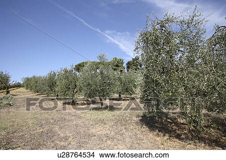 Olive Orchard, San Gimignano, Florence, Italy View Large Photo Image Picture - Olive Orchard, San Gimignano, Florence, Italy. Fotosearch