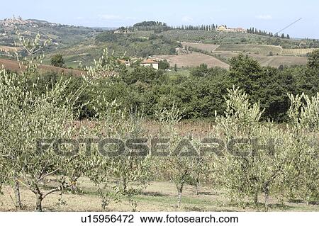 Stock Image - Olive Orchard, San Gimignano, Florence, Italy. Fotosearch