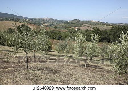 Stock Photo - Olive Orchard, San Gimignano, Florence, Italy. Fotosearch