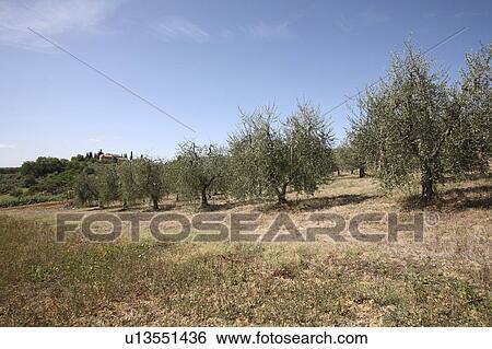 Olive Orchard, San Gimignano, Florence, Italy View Large Photo Image Stock Photograph - Olive Orchard, San Gimignano, Florence, Italy. Fotosearch