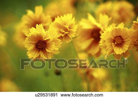 Stock Image - Orange cosmos, close up, differential focus. Fotosearch