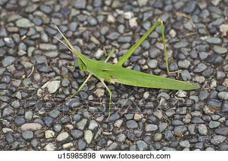 Stock Photo - Oriental longheaded locust (Acrida cinerea). Fotosearch