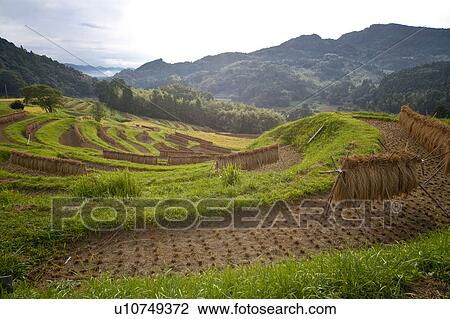Stock Image - Oyama Senmaida. Fotosearch