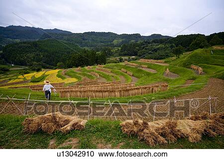 Stock Image - Oyama Senmaida. Fotosearch