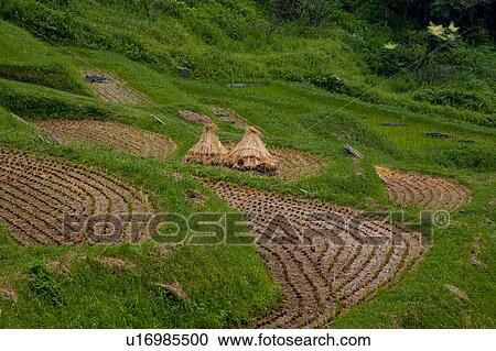 Stock Image - Oyama Senmaida. Fotosearch