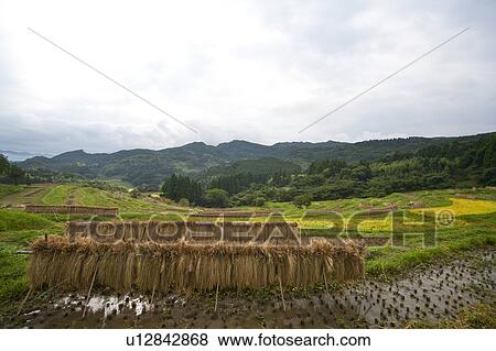 Stock Photo - Oyama Senmaida. Fotosearch