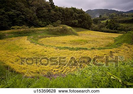 Stock Photo - Oyama Senmaida. Fotosearch