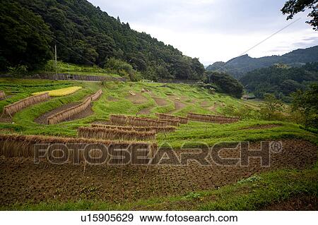 Stock Photo - Oyama Senmaida. Fotosearch