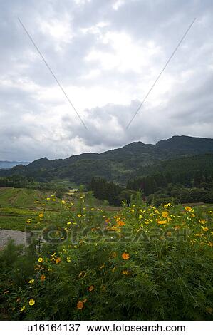 Stock Photo - Oyama Senmaida. Fotosearch