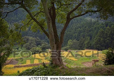 Stock Photo - Oyama Senmaida. Fotosearch