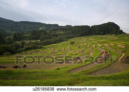 Stock Photo - Oyama Senmaida. Fotosearch