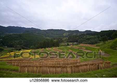 Stock Photograph - Oyama Senmaida. Fotosearch