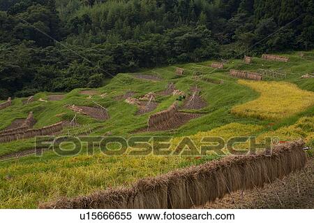 Stock Photography - Oyama Senmaida. Fotosearch