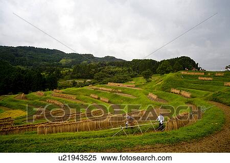 Stock Photography - Oyama Senmaida. Fotosearch