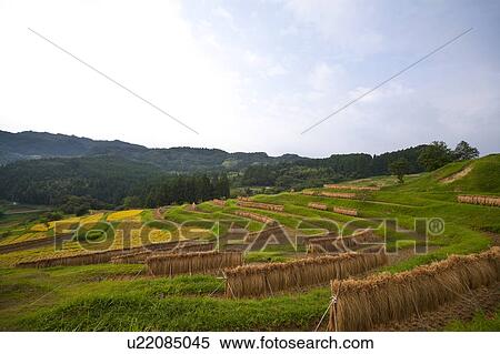 Stock Photography - Oyama Senmaida. Fotosearch