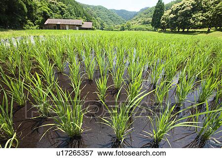 Paddy Field View Large Photo Image Stock Photo - Paddy Field. Fotosearch