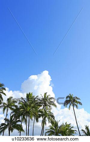 Stock Photograph - Palm Tree and Blue Sky, Hawaii, USA. Fotosearch
