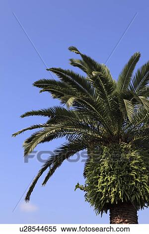 Stock Photography - Palm tree. Fotosearch