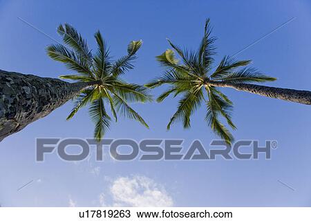 Palm trees against sky View Large Photo Image Stock Image - Palm trees against sky. Fotosearch