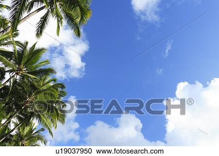 Stock Image - Palm Trees and Blue Sky, Hawaii, USA. Fotosearch