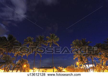 Stock Photo - Palm trees at night. Fotosearch