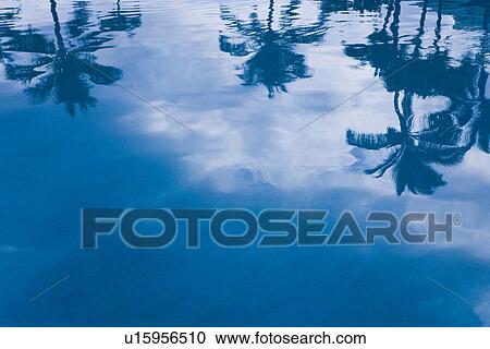 Palm trees reflected on water surface View Large Photo Image Stock Image - Palm trees reflected on water surface. Fotosearch