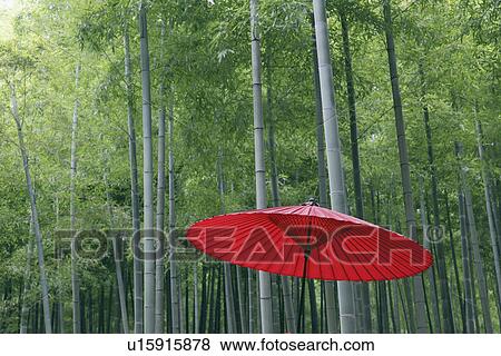 Paper Umbrella in a Bamboo Grove View Large Photo Image Stock Photo - Paper Umbrella in a Bamboo Grove. Fotosearch