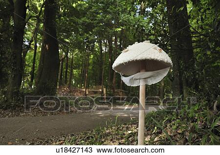 Parasol mushroom (Macrolepiota procera) View Large Photo Image Stock Image - Parasol mushroom (Macrolepiota procera). Fotosearch