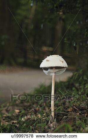 Parasol mushroom (Macrolepiota procera) View Large Photo Image Stock Photo - Parasol mushroom (Macrolepiota procera). Fotosearch