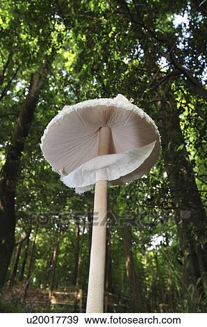 Stock Photo - Parasol mushroom (Macrolepiota procera). Fotosearch