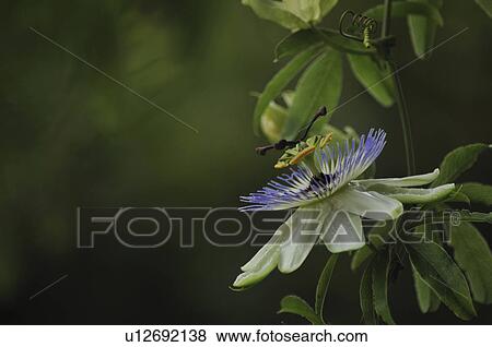 Stock Photo - Passion flower. Fotosearch