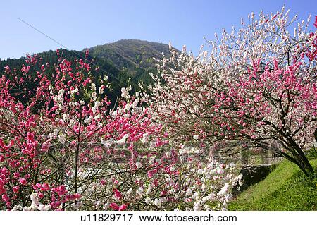 Stock Photo - Peach blossoms. Fotosearch