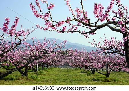 Stock Photograph - Peach orchard and Mt. Sanage. Fotosearch