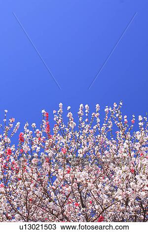 Peach trees under sky, blue background View Large Photo Image Stock Image - Peach trees under sky, blue background. Fotosearch