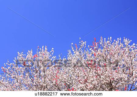 Stock Photo - Peach trees under sky, blue background. Fotosearch
