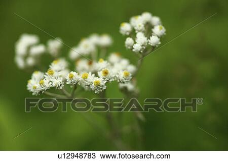 Stock Image - Pearly Everlasting. Fotosearch