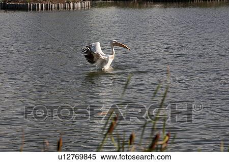 Stock Photography - Pelican at pond. Fotosearch