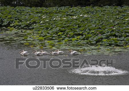Stock Photograph - Pelicans swimming in pond. Fotosearch